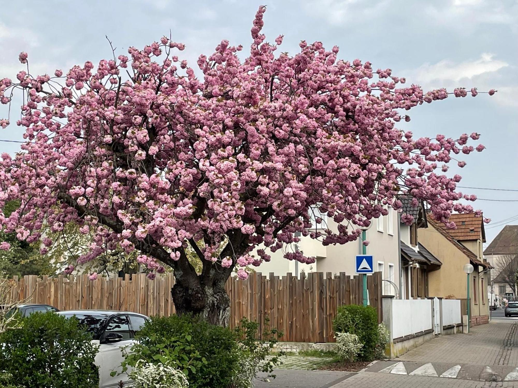 Le 6B Villa Hoenheim Eksteriør bilde